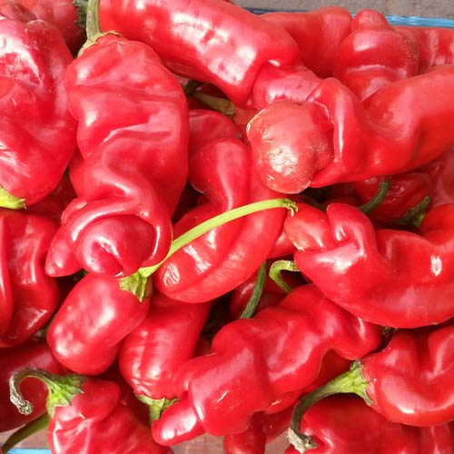 peter pepper penis pepper papryfiutki nasiona